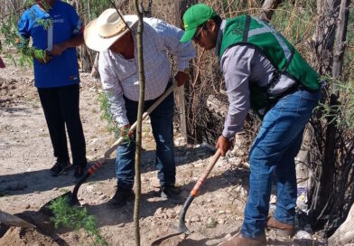 #Torreón. Plantan más de 200 árboles en la Reserva Ecológica Municipal Sierra y Cañón de Jimulco