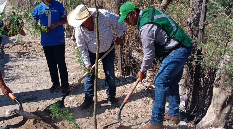 #Torreón. Plantan más de 200 árboles en la Reserva Ecológica Municipal Sierra y Cañón de Jimulco