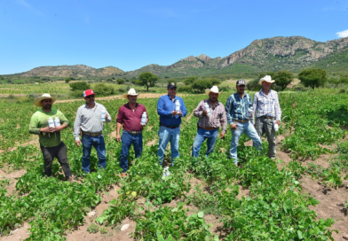 #Durango. Ante plaga de chapulín en el campo, apoya Gobierno del Estado a productores con insecticida para proteger cosechas*