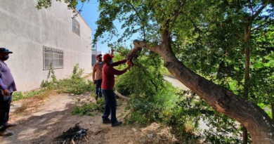 #GP. La tala de árboles en Gómez Palacio está prohibida