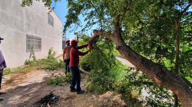 #GP. La tala de árboles en Gómez Palacio está prohibida