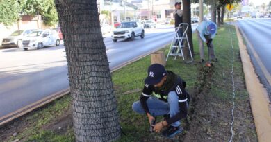 #Torreón. Instalarán 26 mil metros de luces navideñas en las principales vialidades de Torreón