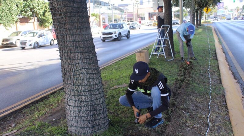 #Torreón. Instalarán 26 mil metros de luces navideñas en las principales vialidades de Torreón