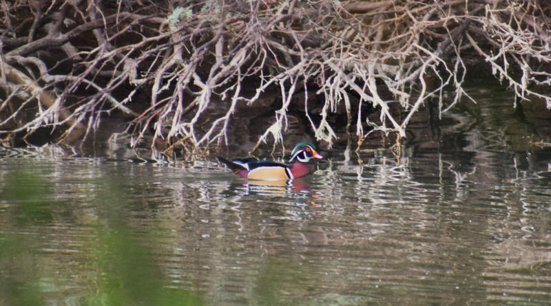 #GP. Cuenta Gómez Palacio con una gran diversidad de aves en su ecosistema*