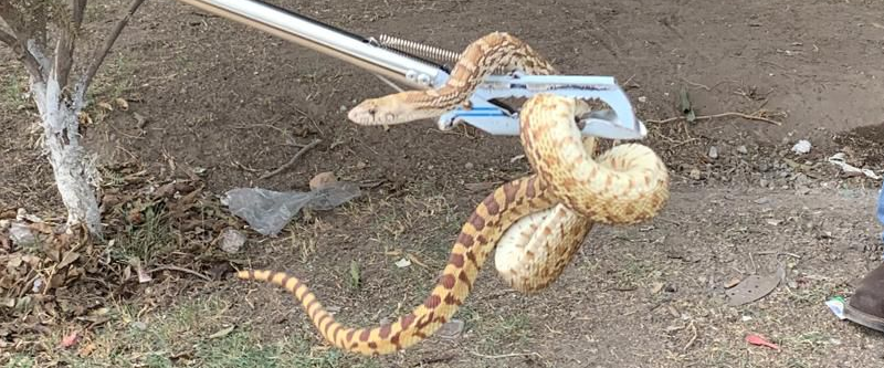 #GP. Rescata Ayuntamiento una serpiente en la colonia Cinco de Mayo*