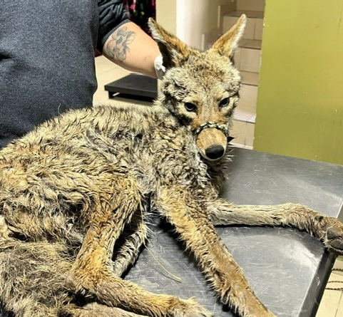 #GP. Rescata Ayuntamiento dos coyotes, uno en una escuela y otro en una vivienda en Gómez Palacio*