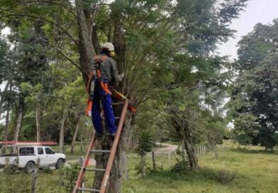 #GP. Enero y febrero, meses de poda libre en Gómez Palacio