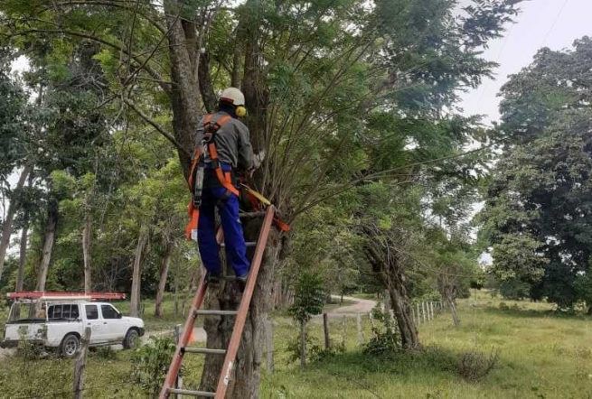 #GP. Enero y febrero, meses de poda libre en Gómez Palacio