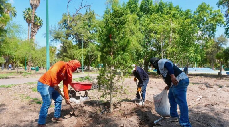 #Torreón. Avanzan mejoras en el Bosque Venustiano Carranza con reforestación y nuevos juegos infantiles