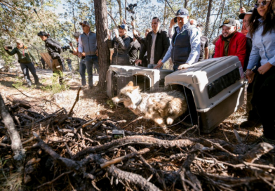 #Durango. El lobo mexicano regresa a casa, a los bosques de Durango; Gobierno del Estado e instituciones binacionales lo hacen posible*