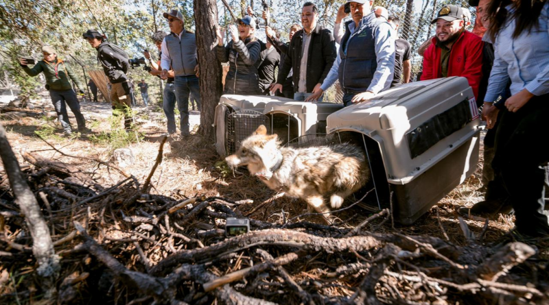 #Durango. El lobo mexicano regresa a casa, a los bosques de Durango; Gobierno del Estado e instituciones binacionales lo hacen posible*