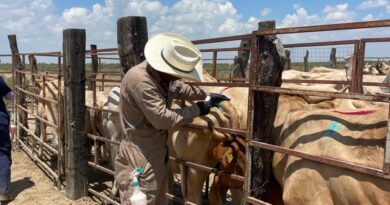 #Coahuila. LISTO COAHUILA PARA REANUDAR EXPORTACIONES DE GANADO