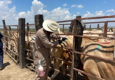 #Coahuila. LISTO COAHUILA PARA REANUDAR EXPORTACIONES DE GANADO