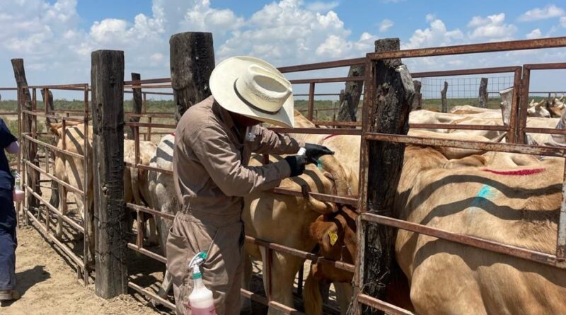 #Coahuila. LISTO COAHUILA PARA REANUDAR EXPORTACIONES DE GANADO